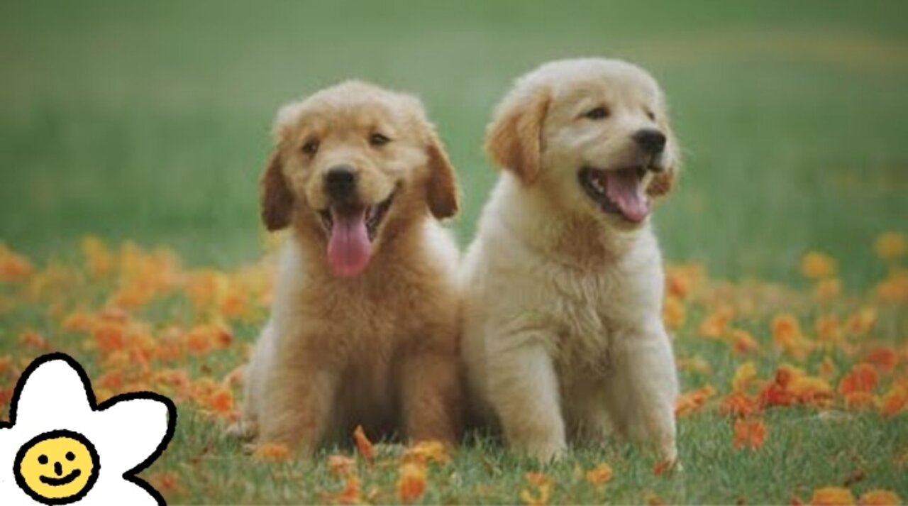 The many dogs and pets.They very funny♥️ . I love them s much🤗