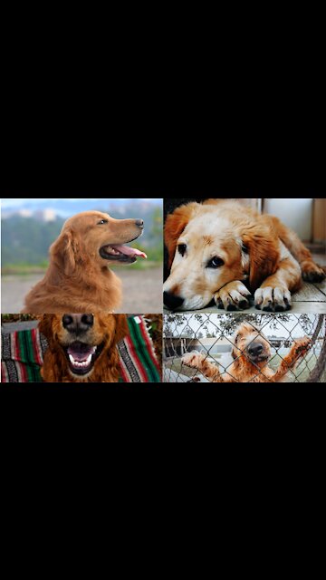 mangal josh is confident in her perfect looks #Shorts