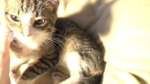 Kitten Purrs when Petted - Anak Kucing Mendengkur saat Dibelai