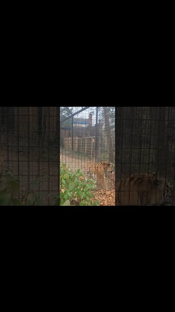tiger at lansing zoo