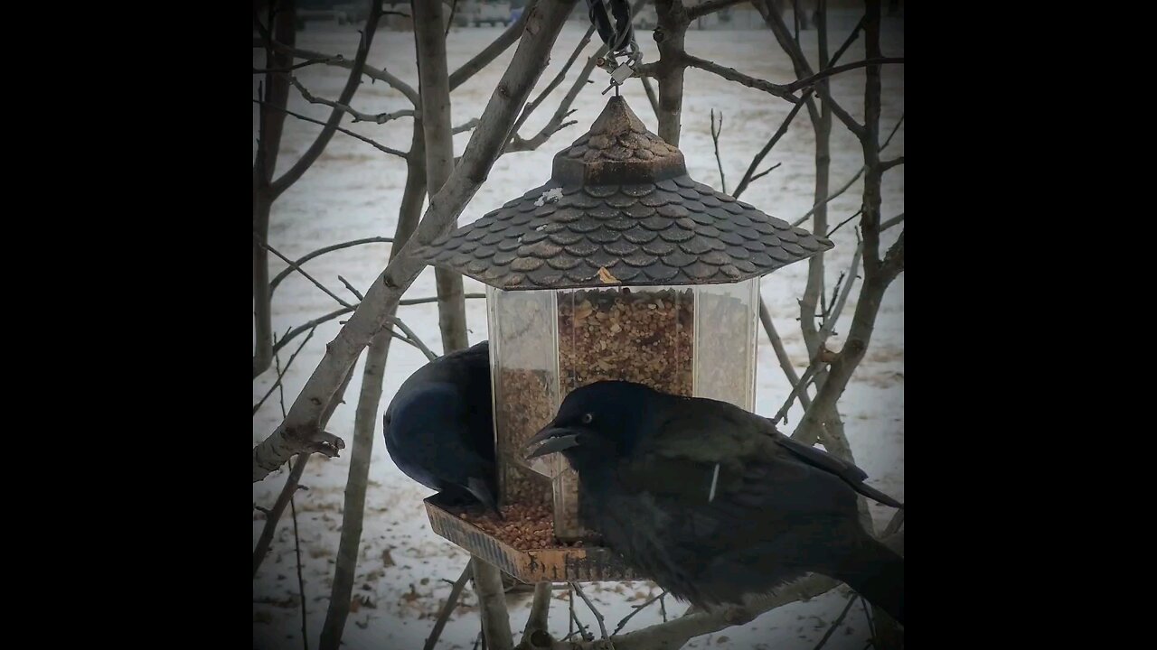 Blackbird Invasion