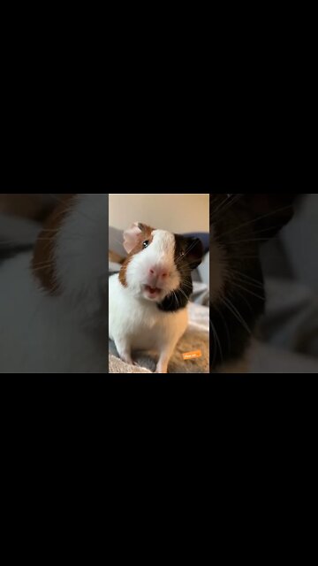 1Min Animal World #dogs #cats #pet