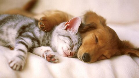 kitten and puppy playing togather cute video