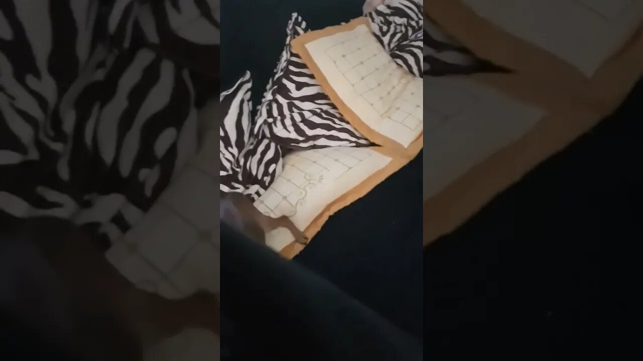 MINHA PINSCHER ZERO ALEGRE QUANDO EU CHEGO #shorts