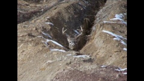 Deer in a Ditch The Rescue