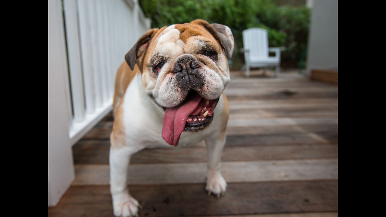 New Pet Care & Adoption Festival in Downey, CA