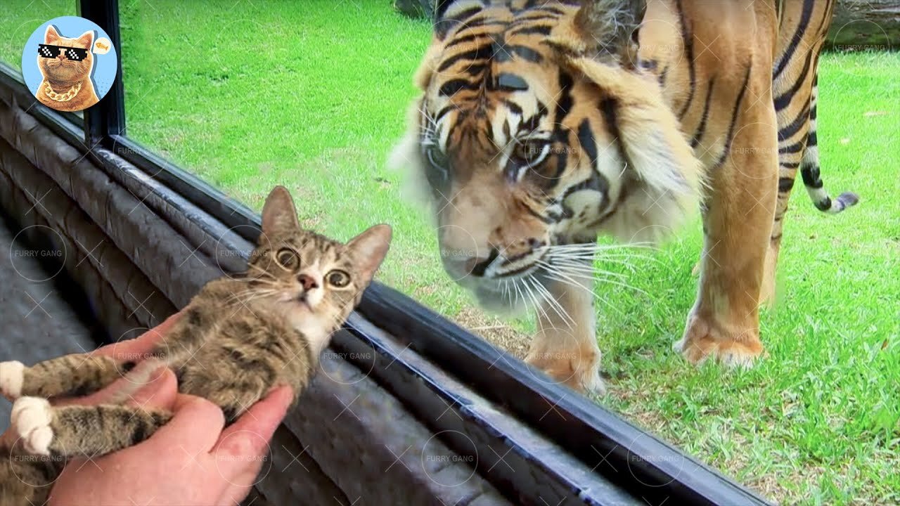 Cat Vs Tiger - Funny Animals Reaction