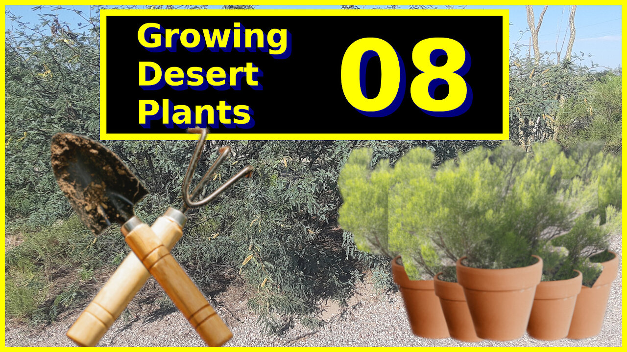 Growing Desert Plants 08