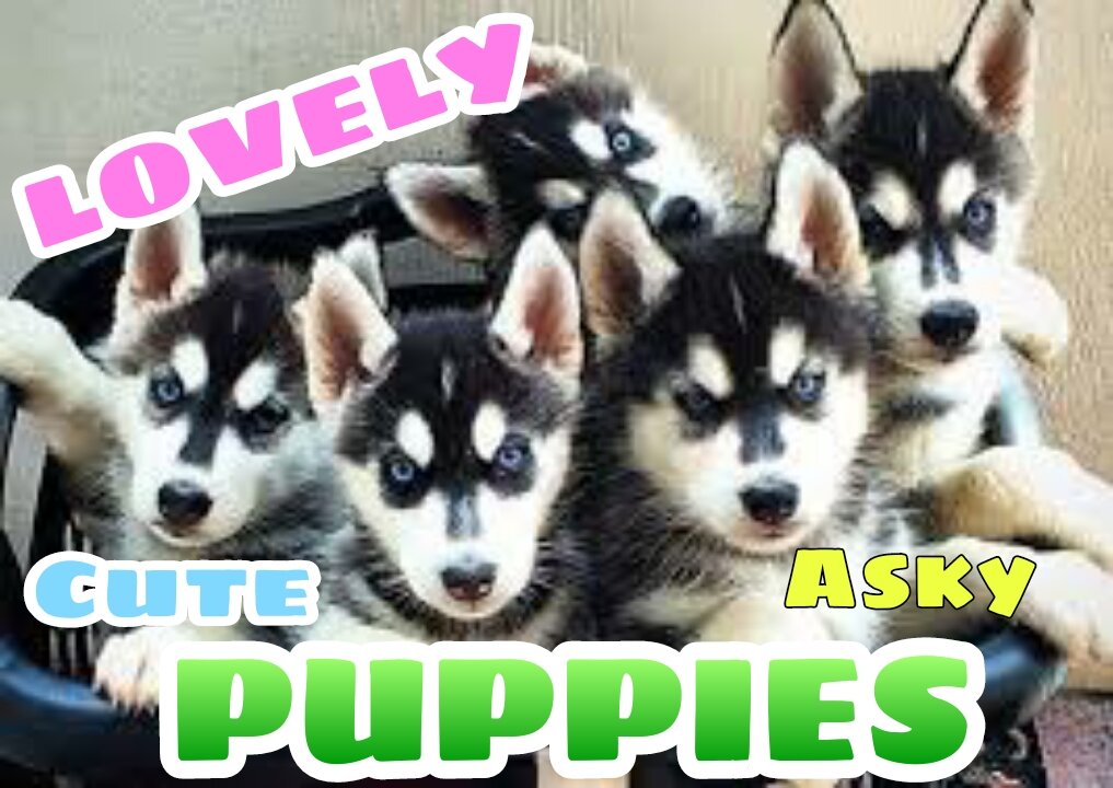 SEE HOW LOVELY AND ADORABLE THIS CUTE ASKY PUPPIES