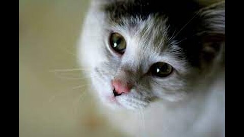 New_Funny_Animals_Video_2023___Funniest_Cats_and_Dogs_Videos