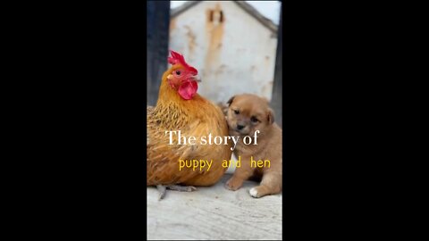 The life of dogs and hens