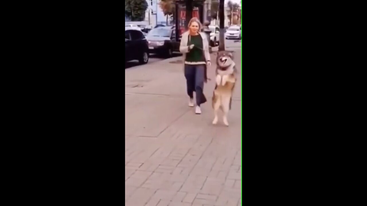 Adorable Dogs dancing videos😃😂🤣