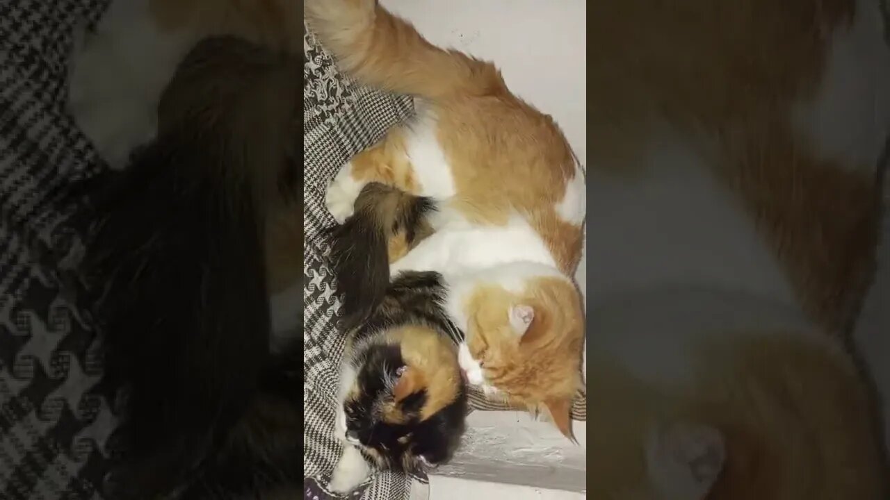 Cats Matting Video 2022 | #cats #shorts #youtubeshorts #matting #video #2022 #max #oreo
