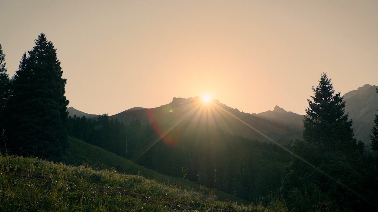 Beautiful summer morning in the green forest.