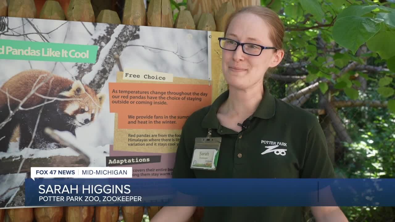 Red pandas are an endangered species. Maliha is part of the Association of Zoos and Aquariums Species Survival Plan, which is how she met her mate, Deagan-Reid.