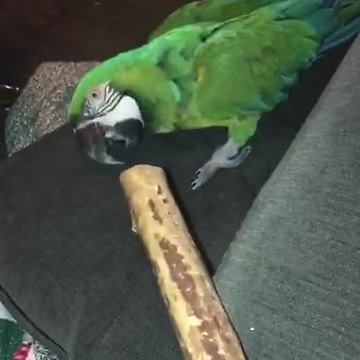 Macaw Throws Temper Tantrum When He Is Told It’s Time For Bed