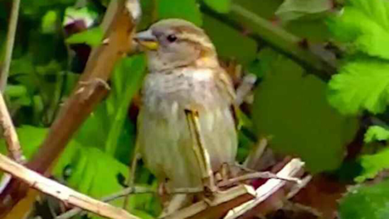 IECV NV #273 - 👀 House Sparrows & A Few Starlings 4-17-2017