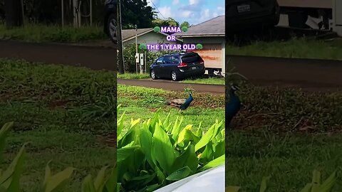 🦚PEACOCK MAMA OR LAST YEAR’S BABY?ANSWERS IN COMMENTS #aloha #peacocks