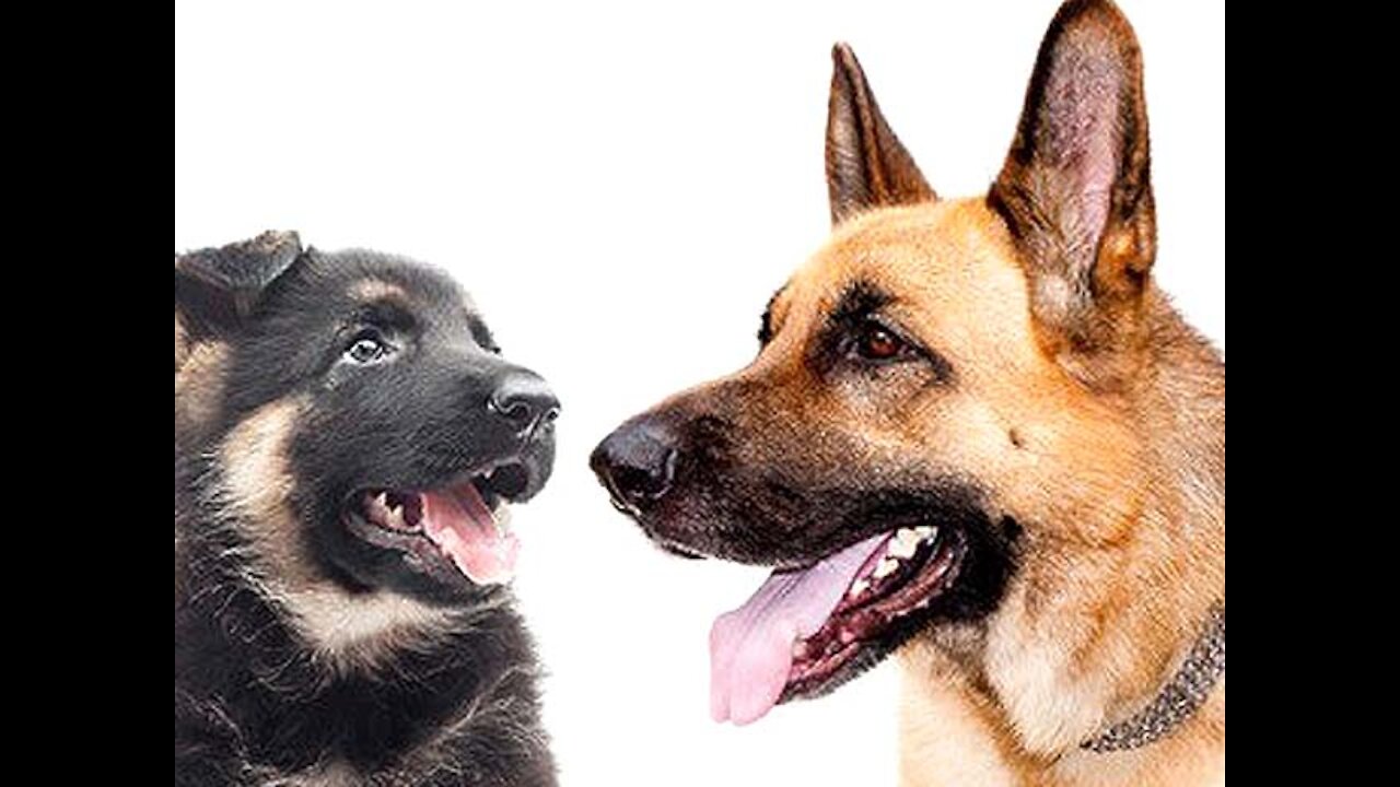 Super training of German shepherd :From Pup to Pal