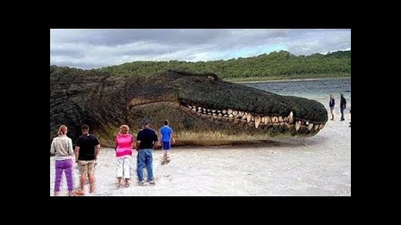 Top 10 biggest animals