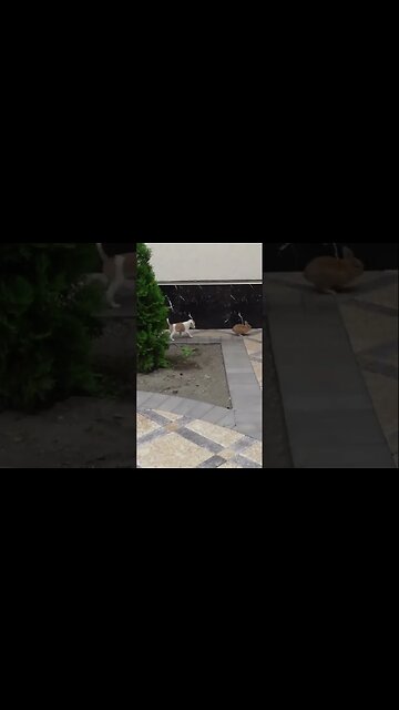 Маленький щенок учится охотиться на зайца