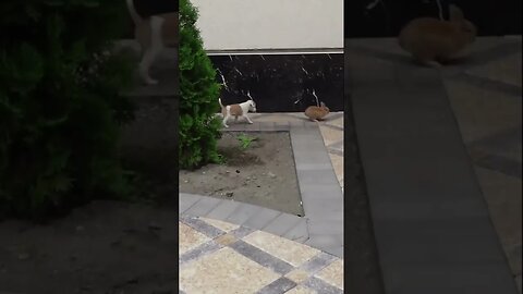 Маленький щенок учится охотиться на зайца