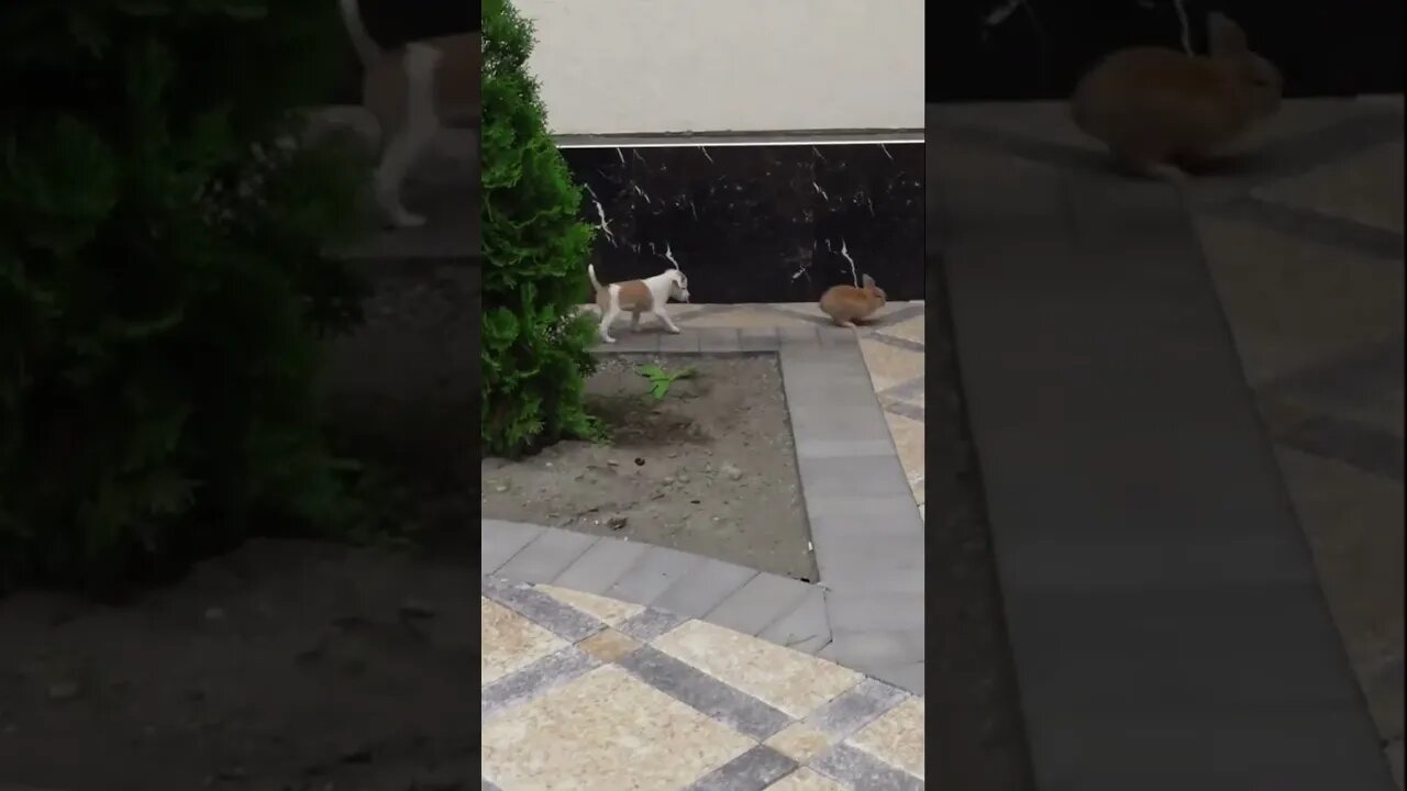 Маленький щенок учится охотиться на зайца