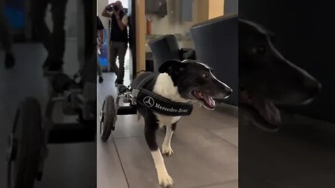 This video will restore your faith in humanity: Mercedes Benz made a dog wheelchair.