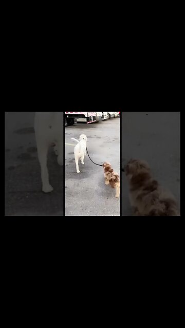 Puppy Walking Dog In Truck Stop 😂🚚 #boss#trucking#otr#puppy