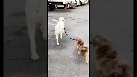 Puppy Walking Dog In Truck Stop 😂🚚 #boss#trucking#otr#puppy