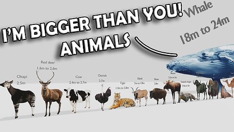 ANIMAL SIZE COMPARISON 03 #ramencup