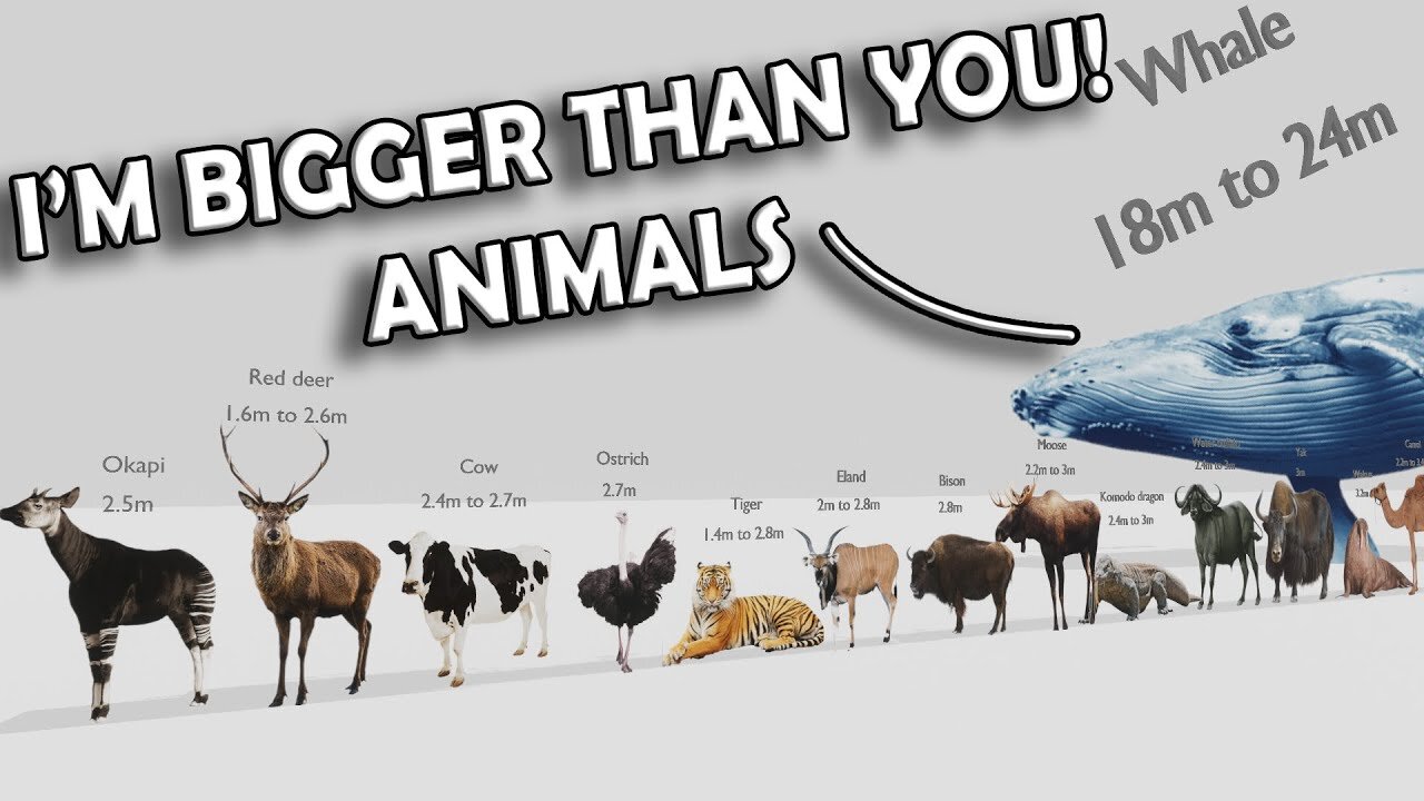 ANIMAL SIZE COMPARISON 03 #ramencup