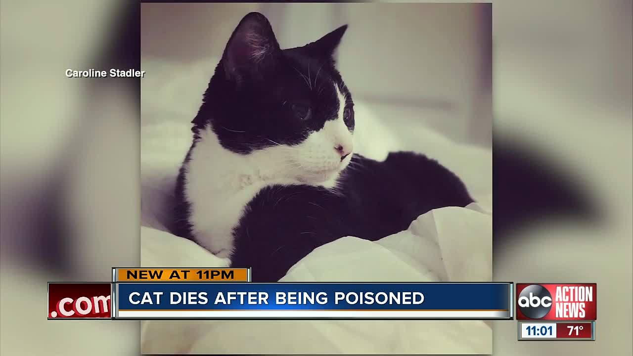 Cat dies after being left in home during termite treatment