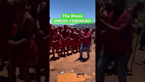 The Xhosa Umgidi Ceremony #shorts #Xhosa #SouthAfrica