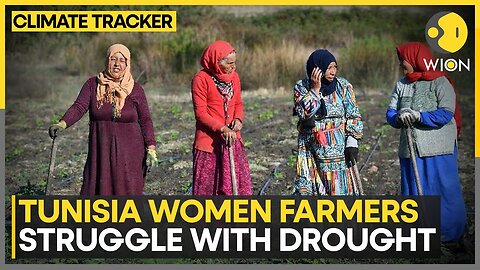 Tunisia Women Herb Harvesters Struggle With Drought | WION Climate Tracker