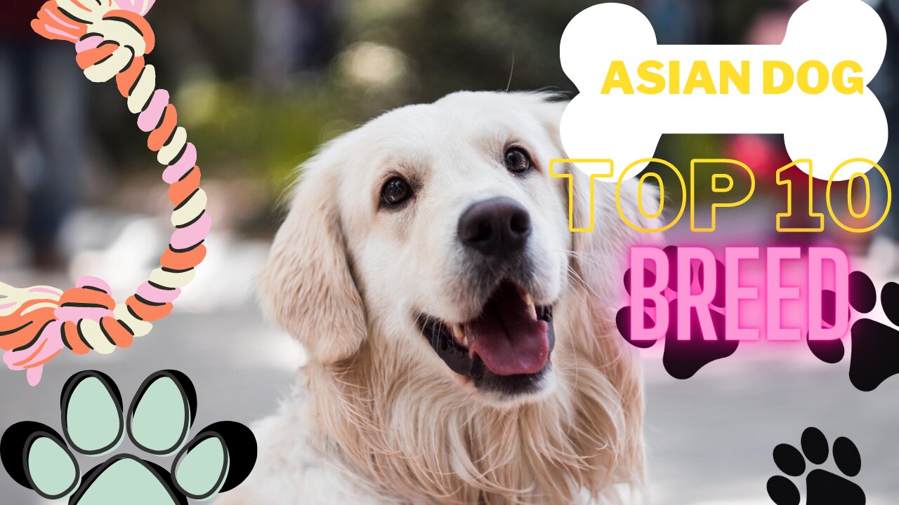 Asian Dog Top 10 Breed