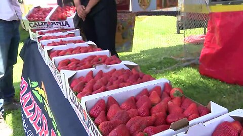 10th Annual Vista Strawberry Festival a sweet time