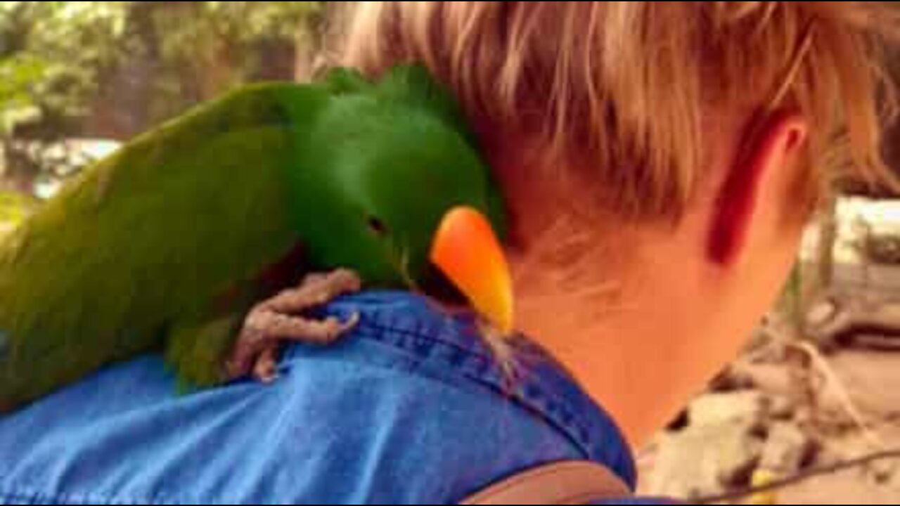 Un oiseau atterrit sur ses épaules et se frotte à sa nuque