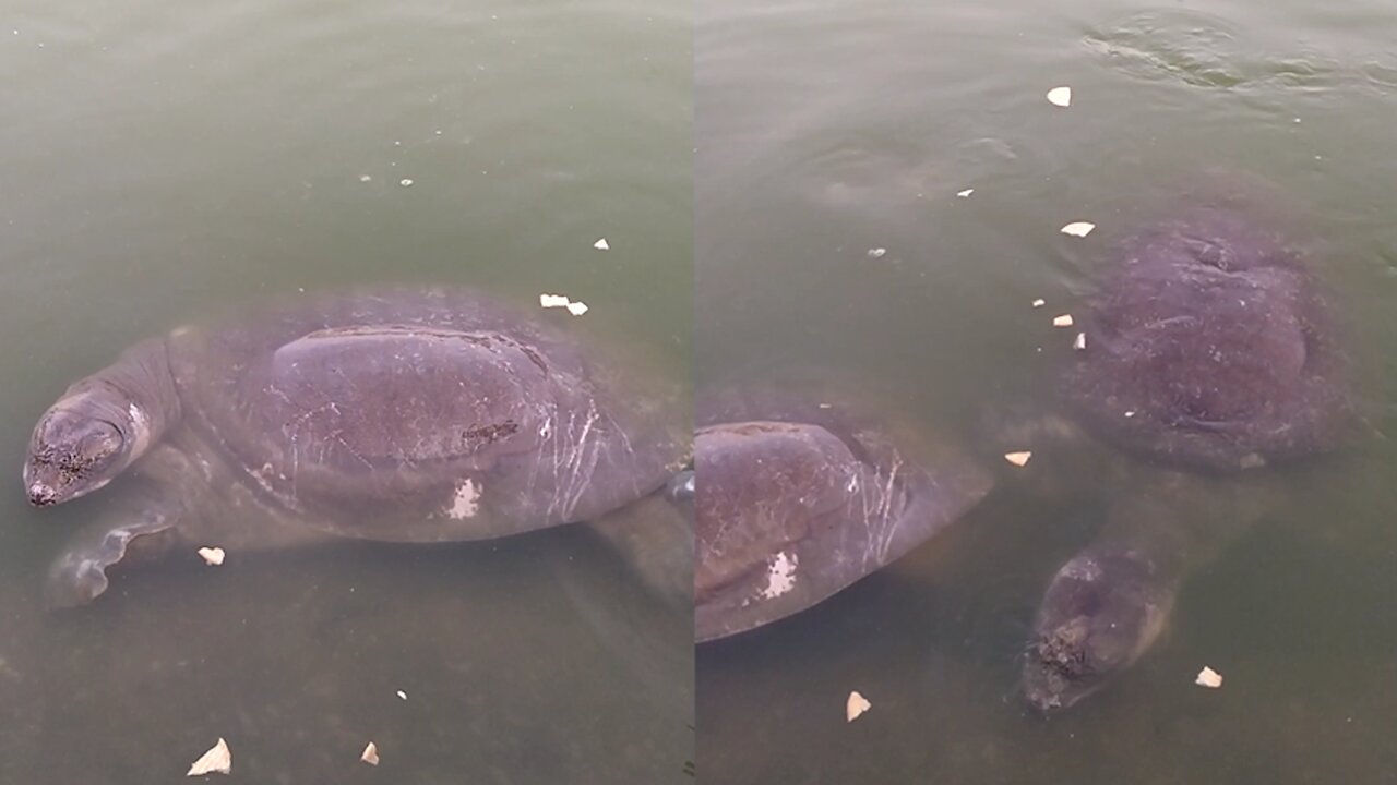 Friendly Tortoises