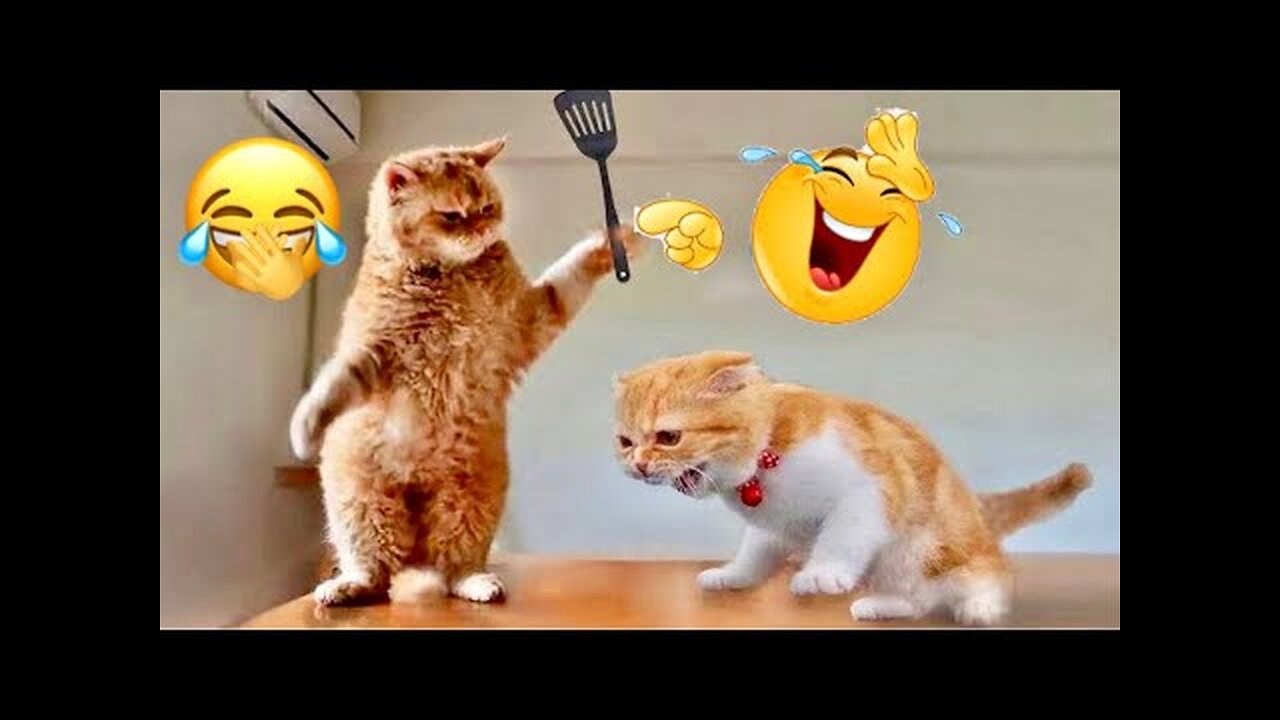 World Best Funniest🤣Cat vs animal vs Kid 🤼♂️ Entertainment Don't Try Laughing 🤣 2024 clips 🫡
