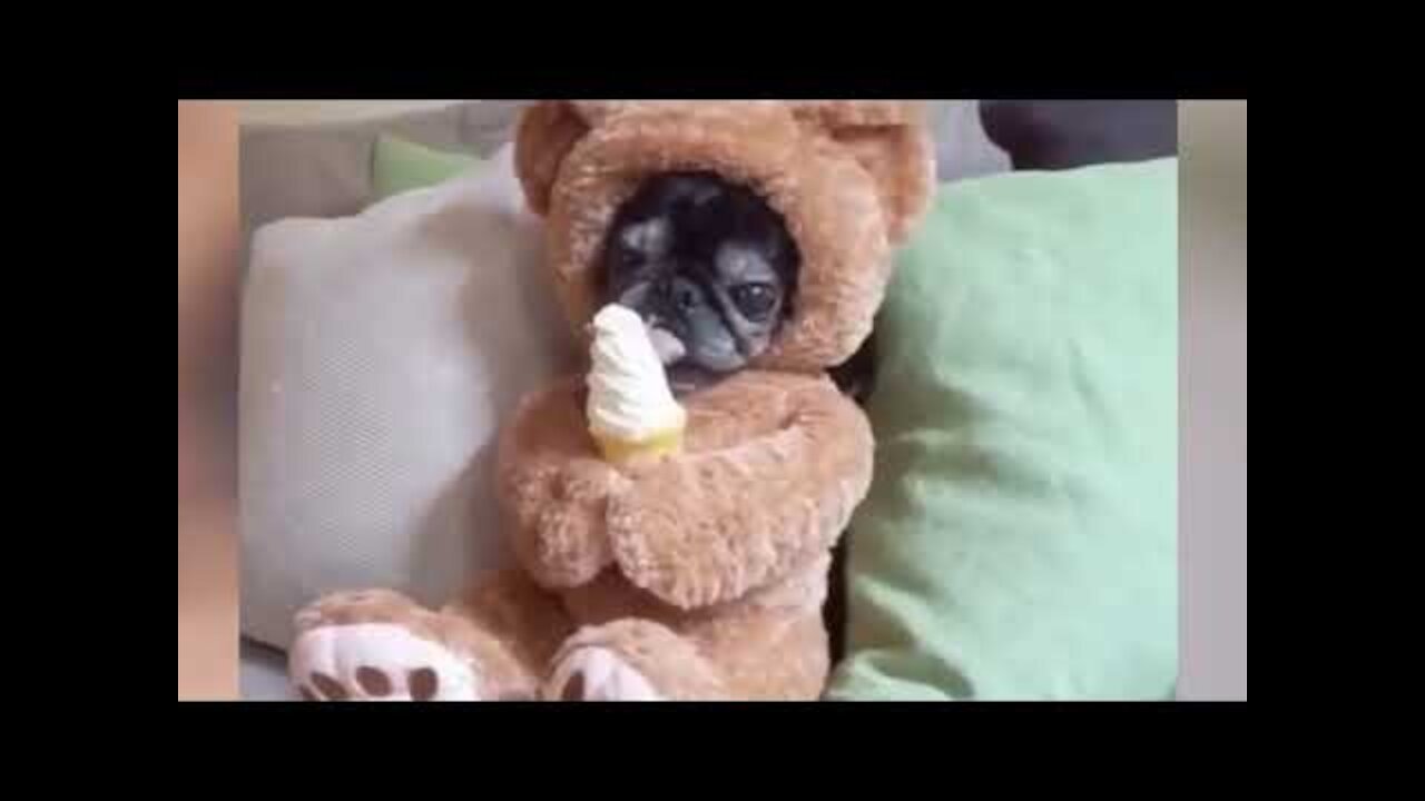 Funniest Animals - Best of Funny Animal Videos - Try Not To Laugh!