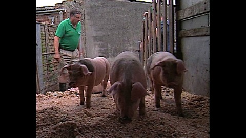 Pig Racing