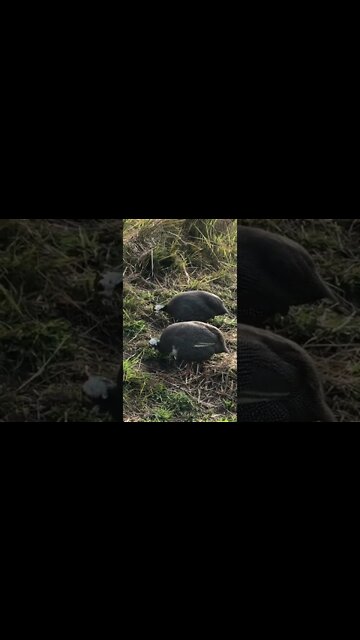 Free range guinea fowl