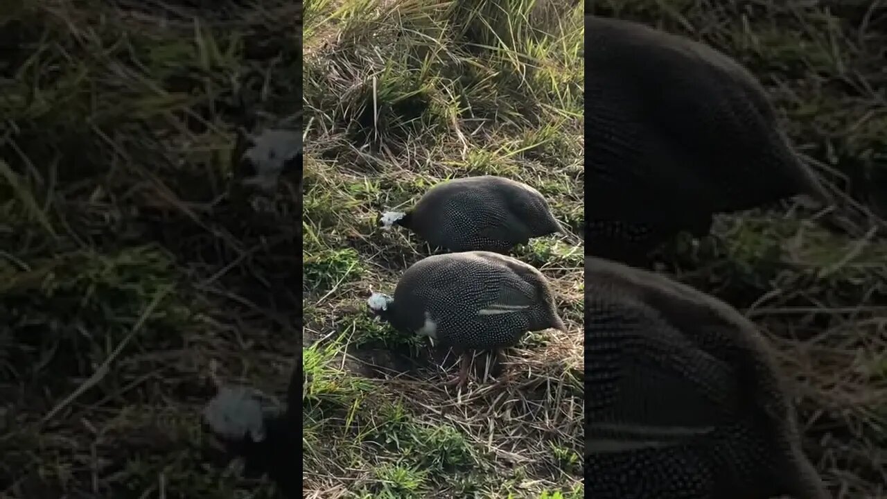 Free range guinea fowl