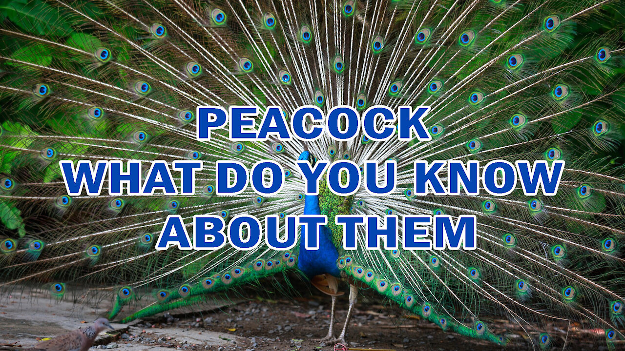 PEACOCK | WHAT DO YOU KNOW ABOUT THEM?