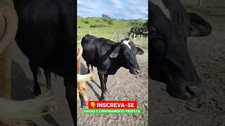 boi anda de costas?... AOBA... #shorts #bicho #boi #fazenda #confinamento #gado #agro #roça #animals