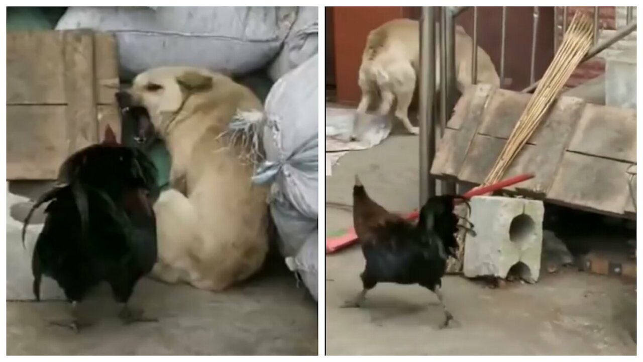 Chicken VS Dog Funny Fight 😁