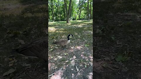 This goose eats McDonald’s 👀