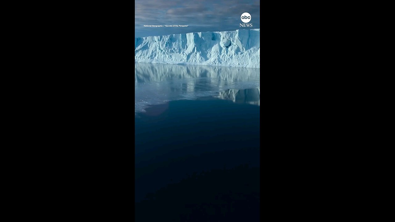 Emperor penguin chicks seen cliff diving camera for first time