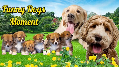 Funny Dogs Moment ( A collection of cute and adorable dog behavior )